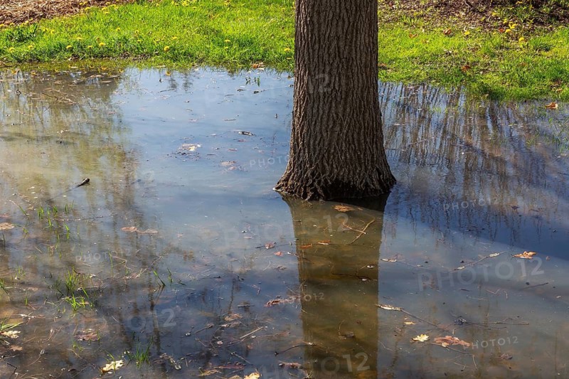 Deciduous tree trunk sitting in several centimetres of contaminated flood water on grass lawn flooded by heavy rainfall in spring, Quebec, Canada