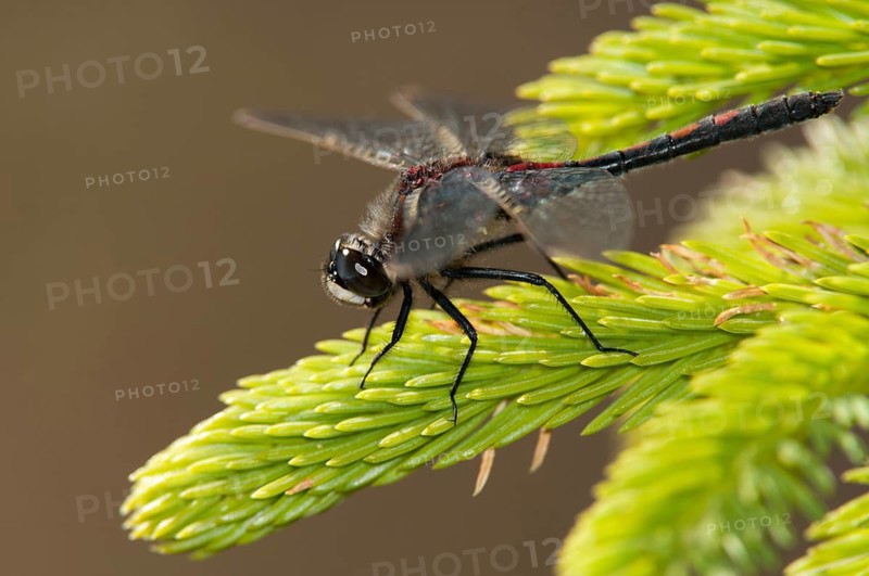 Leucorrhinia rubicunda, northern white-faced darter, ruby whiteface, anisoptera, damselflies, dragonflies, insects, dragonflies, insects, dragonflies, males, odonata