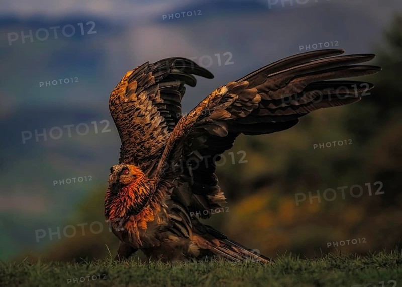 Bearded vulture (Gypaetus barbatus) close-up, Pyrenees, Spain