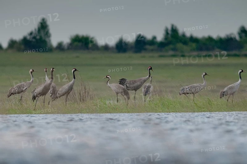 Brandenburg, Crane, Germany, Grus Grus, Crane, Nabu, national natural heritage, Grünhaus natural paradise, post-mining landscape, birds, gruidae, gruiformes, greenhouse, crane birds, waitbirds, birds
