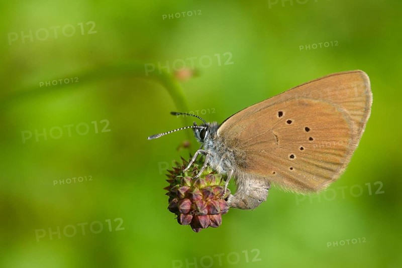 Ant blue, dark meadowbutton ant blue, dusky large blue, glaucopsyche nausithous, maculinea nausithous, phengaris nausithous, black blue meadowbutton ant blue, meadowbutton ant blue, butterfly, egg deposition, insects, butterfly, egg deposition, insects, butterfly, butterflies, butterflies