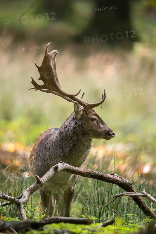 Dama dama, fallow deer, fallow deer, high size, vertical format, mammals, shovelers, mammals