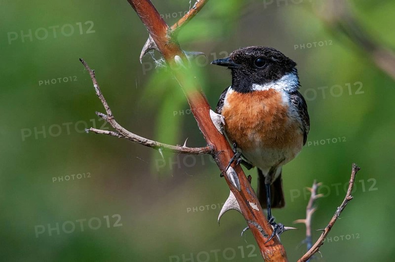 Brandenburg, Germany, Nabu, national natural heritage, natural paradise Grünhaus, saxicola torquata, blackthroats, stonechat, post-mining landscape, birds, green house, male, passeri, songbirds, birds