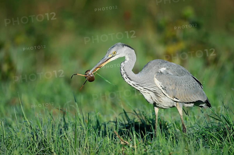 A grey heron (Ardea cinerea) stands in a meadow with a field mouse in its beak, North Rhine-Westphalia, Germany