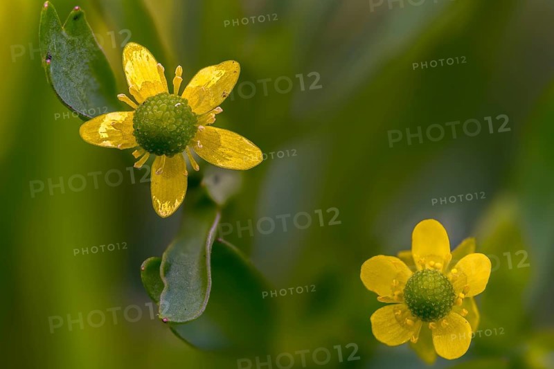 Cursed buttercup, venom buttercup, ranunculus sceleratus, flora, plants