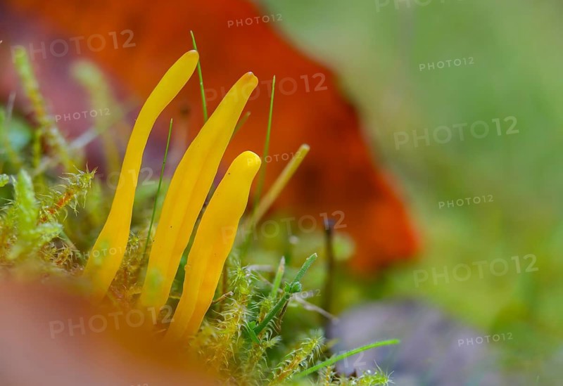 Clavulinopsis helvola, yellow moss leg, golden yellow meadow leg, golden yellow meadow coral, Ramariopsis helvola, meadow leg, yellow club fungus, yellow spindle, fungi, fungus, mushrooms