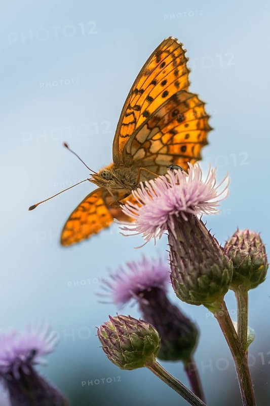 Brenthis Ino, Lesser Marbled Fritillary, Meadowsweet Pearl Butterfly, Purple Silver Butterfly, High Size, Portrait Format, Insects, Butterfly, Butterflies
