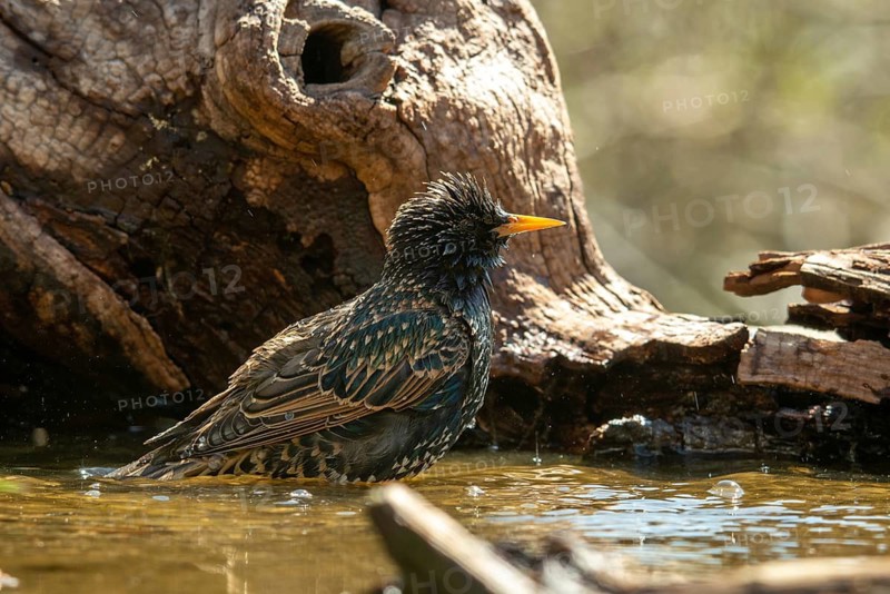 Star, Starling, Sturnus Vulgaris, Bath, Bird Bath, Birds, Passeri, Songbirds, Potion, Birdbath, Birds, Watering Place
