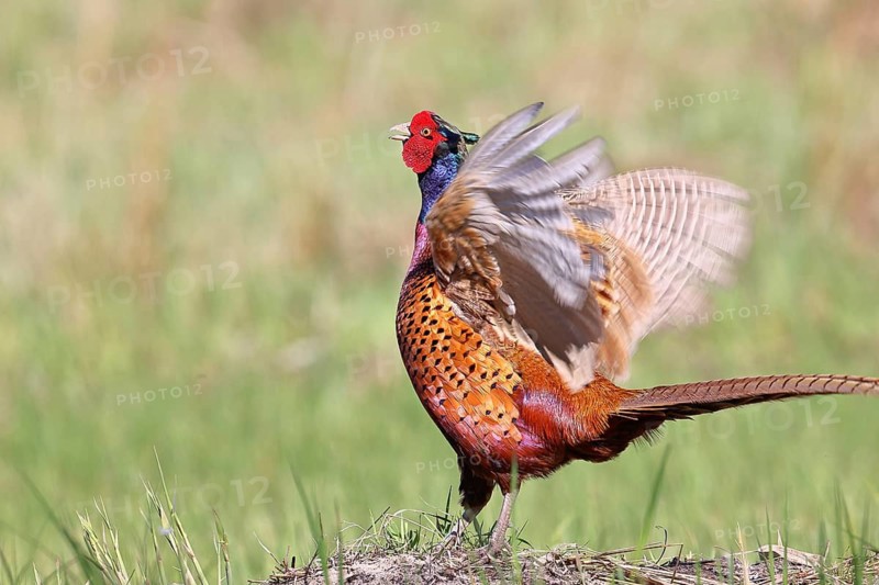 Pheasant, common pheasant (Phasianus colchicus), adult male bird displaying in a meadow, territorial boundary, wildlife, Lembruch, Ochsen Moor, Dümmer nature park Park, Lower Saxony, Germany