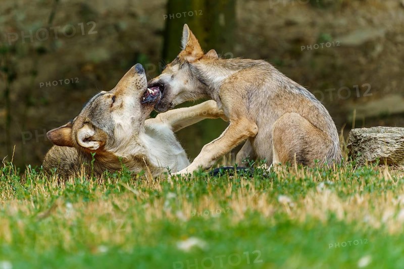 Timberwolf, wolf, American wolf (Canis lupus lycaon), Germany, two wolves playfully interacting in a meadow in a woodland area