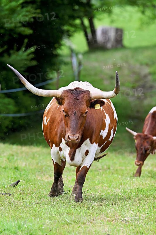 Texas Longhorn cow running in a meadow, Meienberg, Aargau Canton, Switzerland
