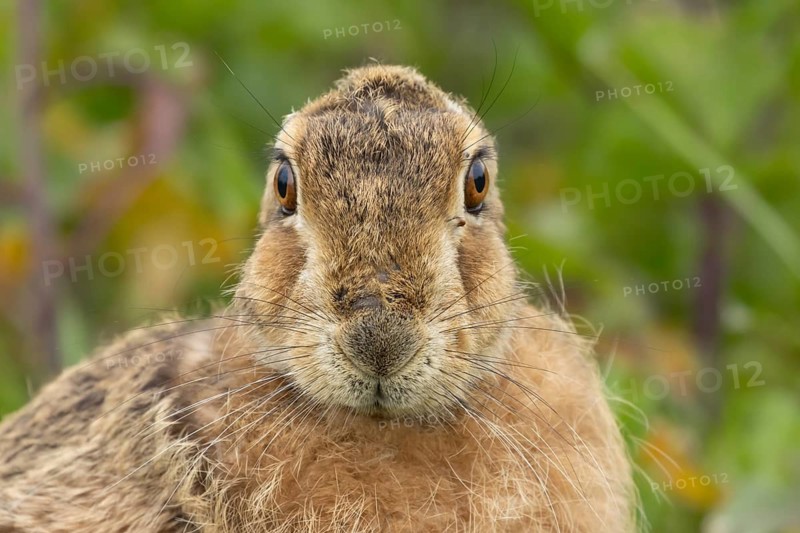 European brown hare (Lepus europaeus) adult animal head portrait, England, United Kingdom