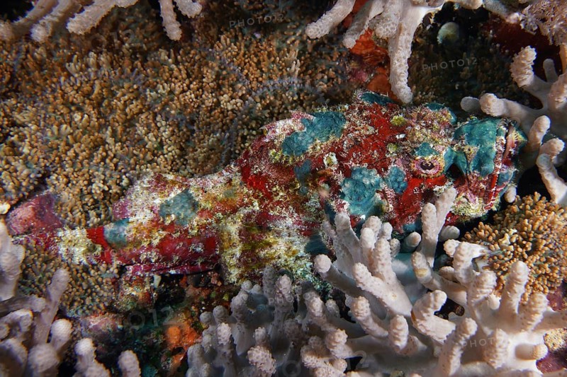 A colourful, camouflaged fish, the humpback scorpionfish (Scorpaenopsis diabolus), in a living coral reef, surrounded by corals, at the Toyapakeh dive site, Nusa Ceningan, Nusa Penida, Bali, Indonesia