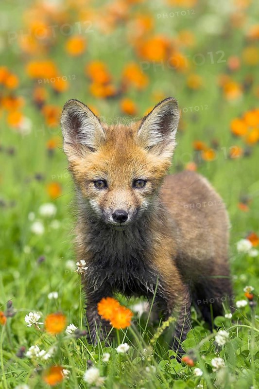 Red fox (Vulpes vulpes), Minnesota, USA: a curious young fox in the green grass, surrounded by flowers