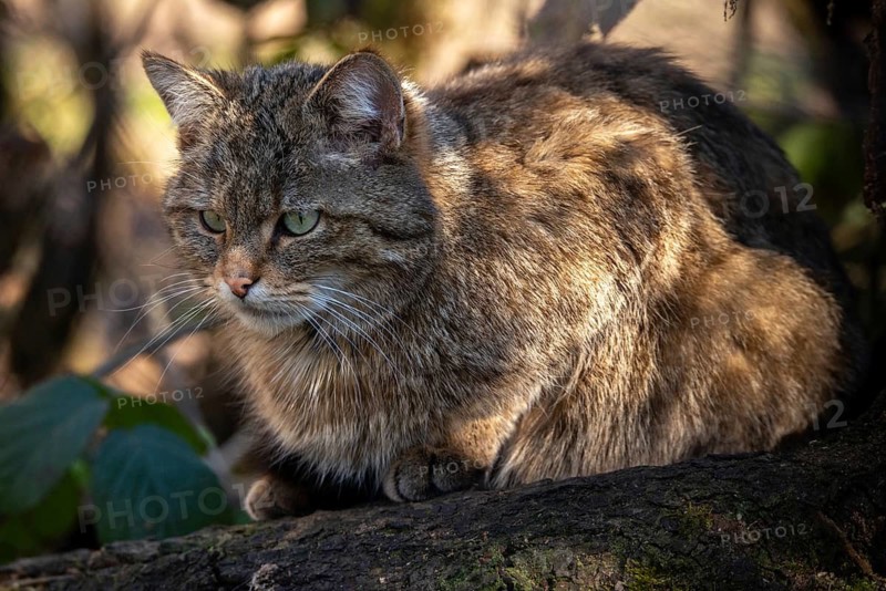 Carnivora, felis silvestris, predators, wildcat, mammals, mammals