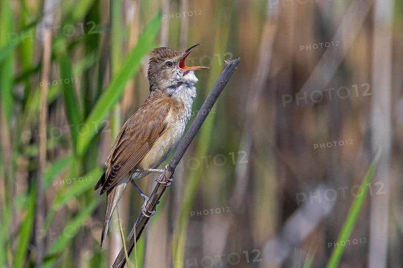 Great reed warbler (Acrocephalus arundinaceus) adult male singing in reed bed in spring
