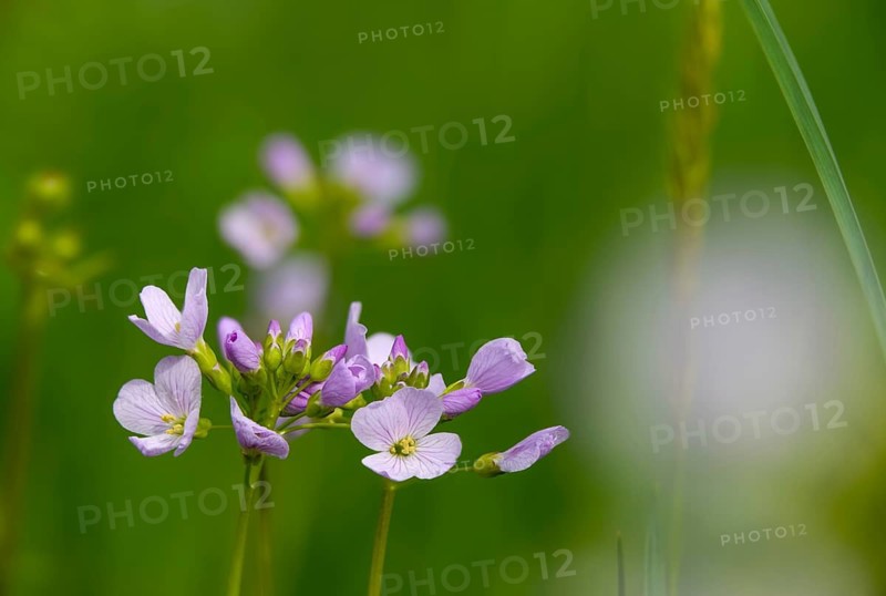Brassicaceae, Cardamine Pratensis, Cruciferous Vegetables, Bubble Weed, Meadowfoam, Cuckooflower, Flora, Lady's Smock, Plants