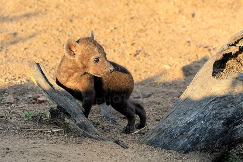 Spotted hyena (Crocuta crocuta), spotted hyena, young, alert, Kruger National Park, Kruger National Park, South Africa
