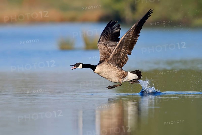 Canada goose (Branta canadensis) flying up, North Rhine-Westphalia, Germany