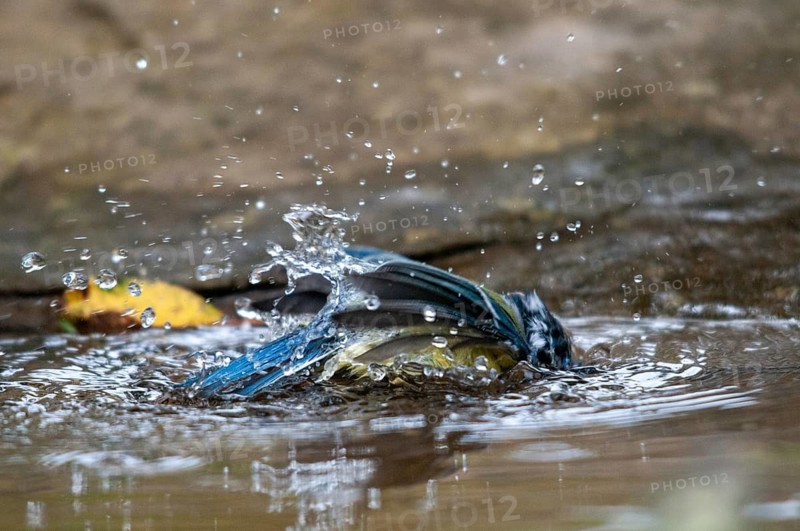 Blue tit, parus caeruleus, bath, bird bath, birds, garden, tits, passeri, songbirds, songbirds, tits, drinking water, birdbath, birds, watering place