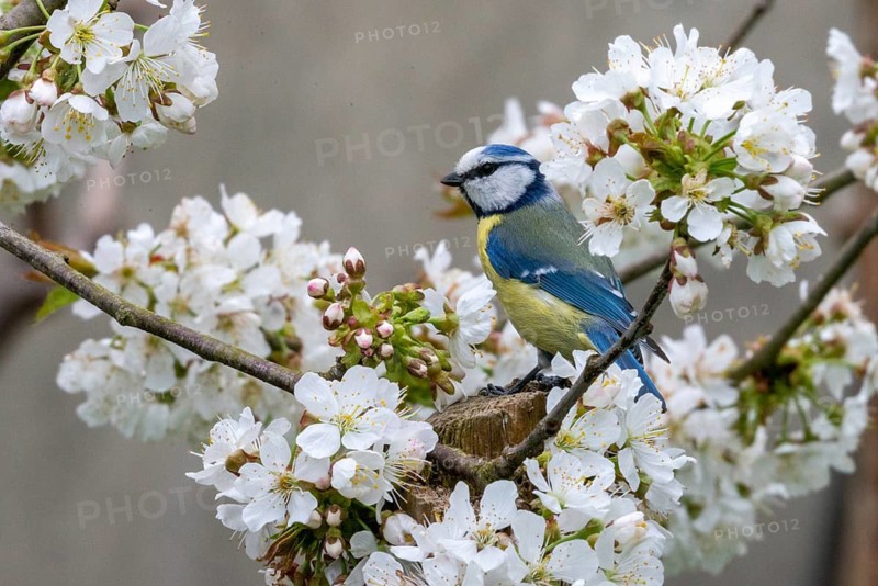 Blue tit, parus caeruleus, birds, spring, meadow orchard, tits, passeri, songbirds, songbirds, jump, orchard, tits, birds