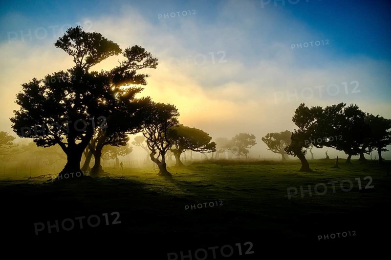 Trees in fog with sunbeams at golden hour, Laurel Forest, Fanal, Madeira, Portugal