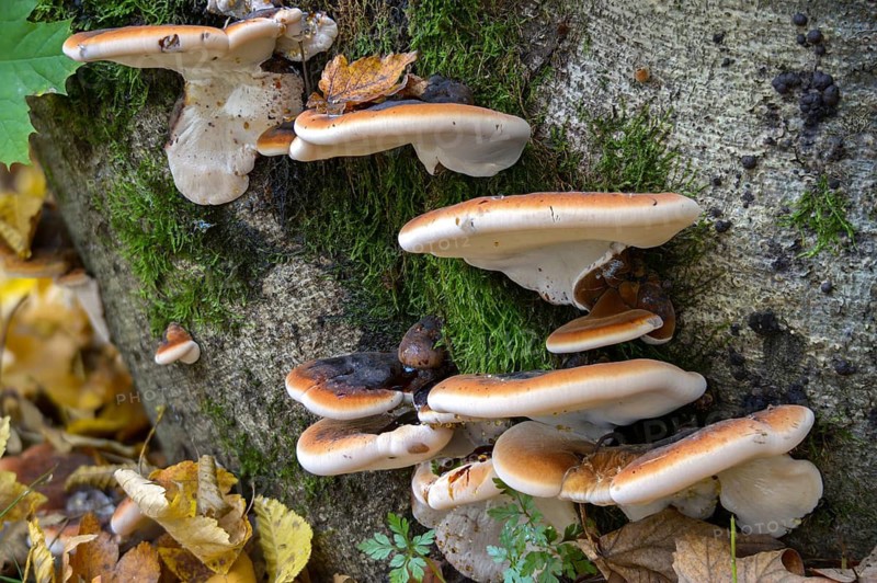 Boletus resinosus, ischnoderma resinosum, lasiochlaena anisea, hardwood resin porling, benzoin bracket, fungi, fungus, late fall polypore, mushrooms, resinous polypore