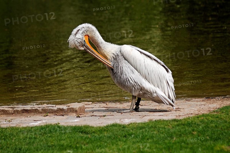 Cleaning curly head pelican, Pelecanus crispus, am Ufer, Tierpark Nürnberg, Am Tiergarten 30, Nuremberg, Middle Franconia, Bavaria, Germany