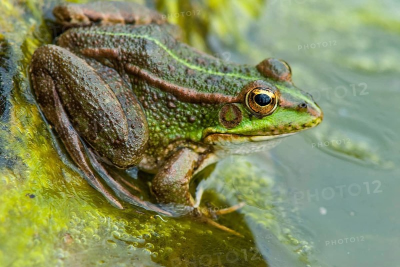 Iberian green frog, Iberian water frog, Pelophylax Perezi, Rana Perezi, amphibians, amphibians, Extremadura, frog, frog, amphibians, Spain
