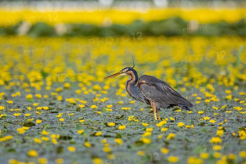 Purple heron (Ardea purpurea) Hungary