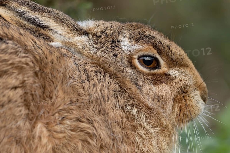 European brown hare (Lepus europaeus) adult animal head portrait, England, United Kingdom