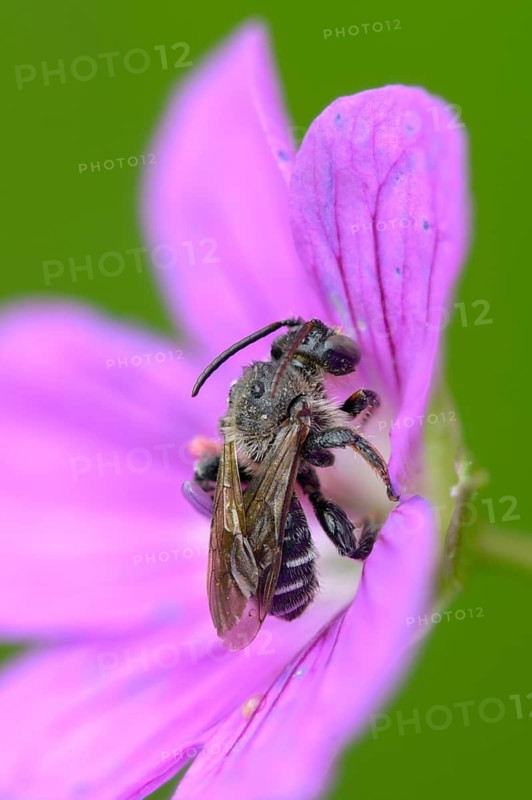 Apidae, floodtail bee, hymenoptera, macropis europaea, macropis labiata, femoral bee, marsh thigh bee, yellow loosestrife bee, high size, portrait format, insects, male, male