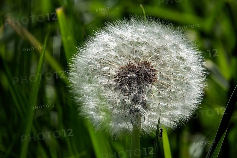 Common dandelion (Taraxacum officinale), dandelion, faded, seeds, Baden-Württemberg, Germany