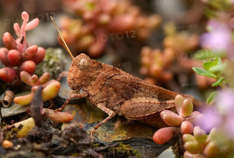 Blue-winged wasteland scare, caelifera, short-feeler scare, Oedipoda caerulescens, Oedipodinae, blue-winged grasshoppers, grasshoppers, grasshoppers, insects, wasteland scares