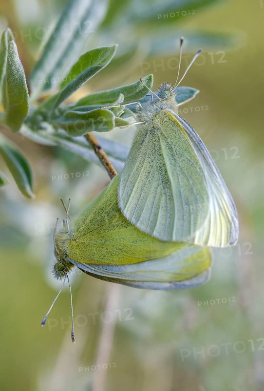 Small cabbage white, Pieris Rapae, small white, butterfly, high size, portrait format, insects, butterfly, butterflies, butterflies, whites