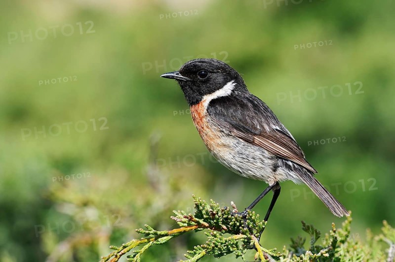 Black-throated Stonechat (Saxicola rubicola), male, Algarve, Portugal