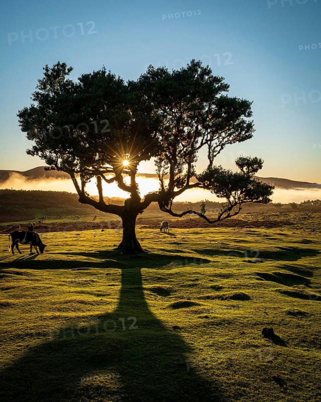 Trees and Cow Home Fog with Sunbeams at the Golden Hour, Laurel Forest, Fanal, Madeira, Portugal