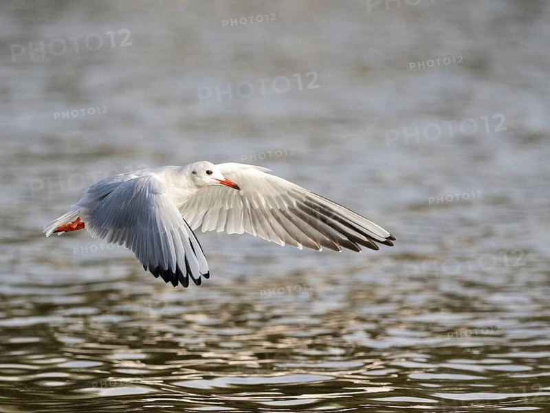A black-headed gull flying over a lake, Ümminger See, Bochum, Ruhrpott, North Rhine-Westphalia, Germany