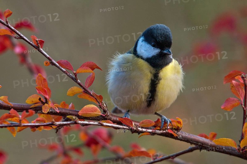 Great tit, great tit, parus major, autumn, birds, autumn, tits, passeri, songbirds, songbirds, tits, birds