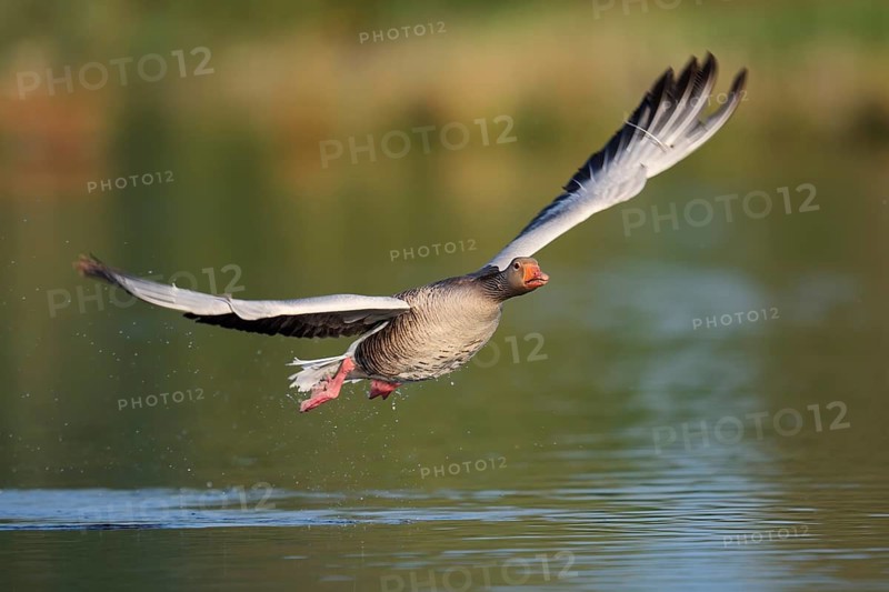 Greylag goose (Anser anser) flying over a lake, North Rhine-Westphalia, Germany