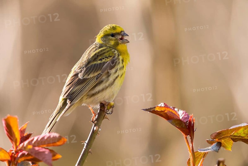 European Serin, serine, serinus serinus, birds, call, song, passeri, call, singing, songbirds, birds