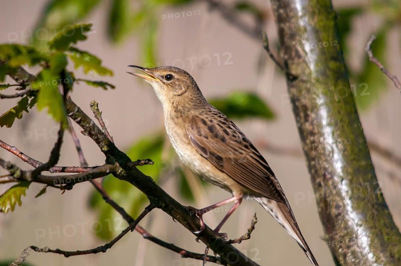 Brandenburg, Common Grasshopper Warbler, Germany, Grasshopper Warbler, Locustella Naevia, Nabu, national natural heritage, natural paradise Grünhaus, post-mining landscape, birds, song, green house, passeri, singing, songbirds, birds