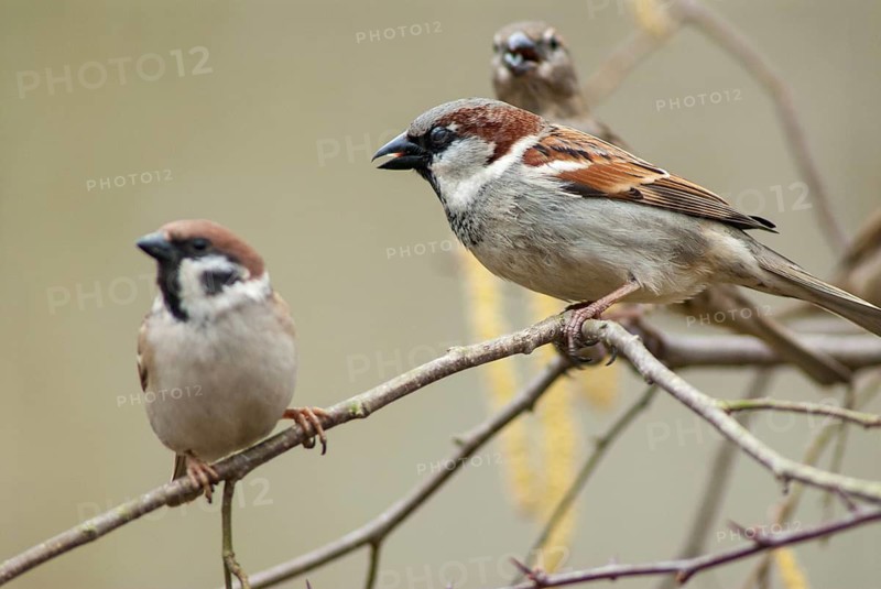Tree Sparrow, House Sparrow, Passer Domesticus, Passer Montanus, Sparrow, Tree Sparrow, Birds, Male, Male, Passeri, Songbirds, Sparrow, Sparrow, Sparrow
