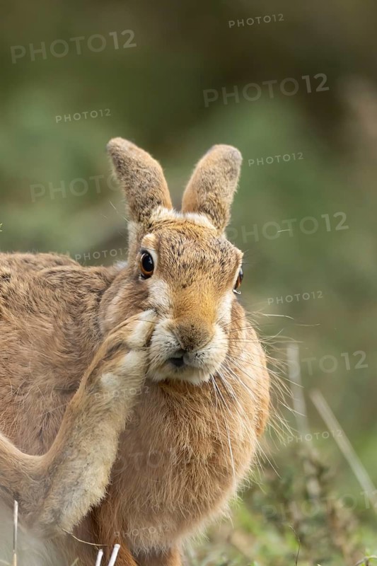 European brown hare (Lepus europaeus) adult animal in grassland, England, United Kingdom