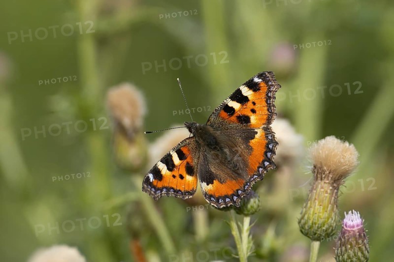 Small tortoiseshell butterfly (Aglais urticae) adult insect feeding on a Creeping thistle flower in summer, Suffolk, England, United Kingdom