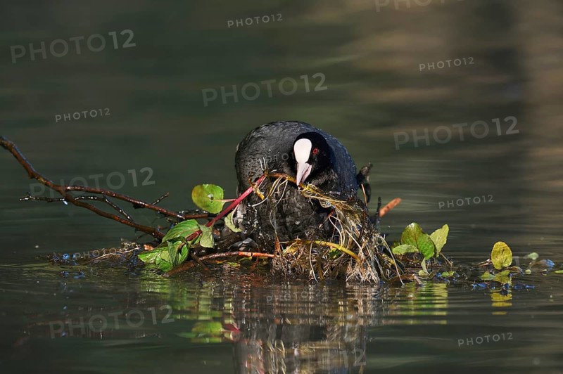 A coot (Fulica atra) building a nest, North Rhine-Westphalia, Germany