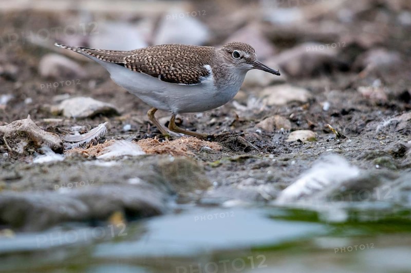Actitis hypoleucos, common sandpiper, sandpiper birds, charadriiformes, limikolen, snipe birds, scolopacidae, birds, waders, waders