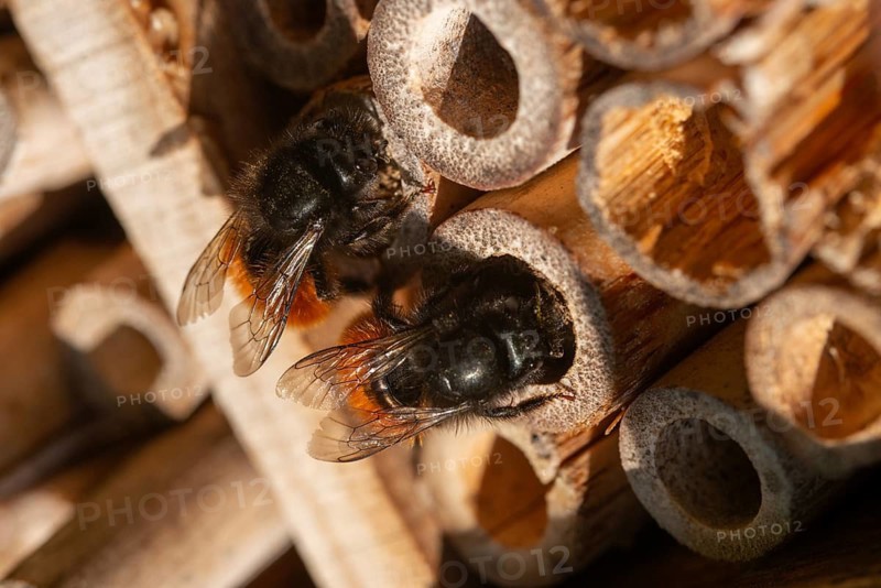Apidae, bees, horned mason bee, hymenoptera, hornfaced bee, hymenoptera, insect house, insect nest aid, insect wall, mason bee, osmia cornuta, bug hotel, female, insect hotel, insect house, insects, insect wood, insect hotel, nesting aid, female, wild bees