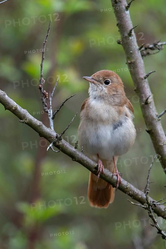 Brandenburg, Germany, Luscinia megarhynchos, Nabu project, nightingale, national natural heritage, natural paradise Grünhaus, nightingale, post-mining landscape, birds, green house, high size, portrait format, passeri, songbirds, birds