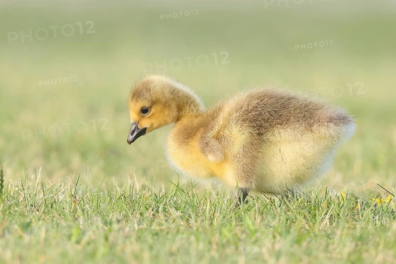 Canada Goose (Branta canadensis), goslings in a meadow, foraging for food, wildlife, nature photography, goose, Altmühlsee, Altmühltal, Franconian Lake District, Middle Franconia, Franconia, Bavaria, Germany